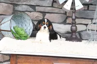 Sterling, a male Cavalier King Charles Spaniel for sale in Charm, OH – 6 of 6