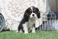 Bentley, a male Cavalier King Charles Spaniel for sale in Charm, OH – 2 of 5