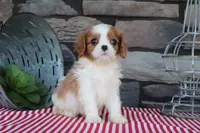 Tanner, a male Cavalier King Charles Spaniel for sale in Charm, OH – 4 of 4