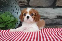 Oliver, a male Cavalier King Charles Spaniel for sale in Charm, OH – 3 of 5