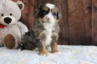 Justin, a male Bernedoodle for sale in Charm, OH – Photo 3 of 4