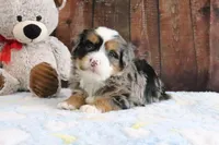 Justin, a male Bernedoodle for sale in Charm, OH – Photo 2 of 4