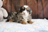 Justin, a male Bernedoodle for sale in Charm, OH – Photo 4 of 4