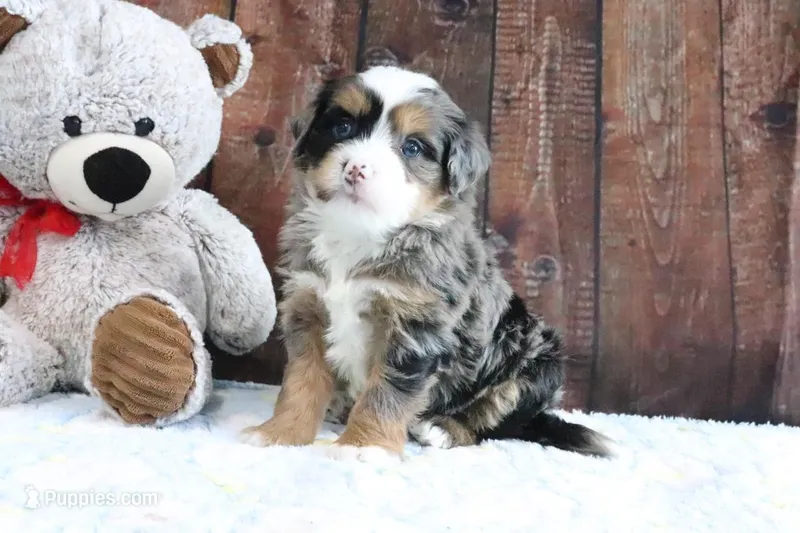 Justin – Bernedoodle puppy for sale in Charm, OH