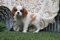 Boone, a male Cavalier King Charles Spaniel for sale in Charm, OH – 4 of 5