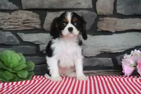 Diamond, a female Cavalier King Charles Spaniel for sale in Charm, OH – 3 of 4
