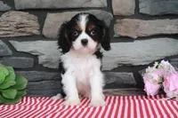 Diamond, a female Cavalier King Charles Spaniel for sale in Charm, OH – 2 of 4