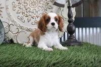 Dewey, a female Cavalier King Charles Spaniel for sale in Charm, OH – 2 of 5