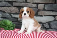 Douglas, a female Cavalier King Charles Spaniel for sale in Charm, OH – 5 of 5