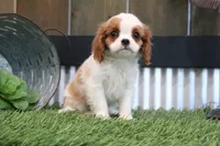 Gilbert, a male Cavalier King Charles Spaniel for sale in Charm, OH – 4 of 5