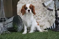 Valentine, a male Cavalier King Charles Spaniel for sale in Charm, OH – 4 of 6