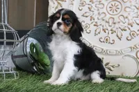 Scooter, a male Cavalier King Charles Spaniel for sale in Charm, OH – Photo 3 of 5