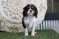 Scooter, a male Cavalier King Charles Spaniel for sale in Charm, OH – Photo 2 of 5