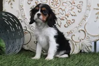 Scooter, a male Cavalier King Charles Spaniel for sale in Charm, OH – Photo 5 of 5