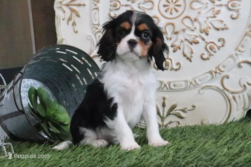 Scooter – Cavalier King Charles Spaniel puppy for sale in Charm, OH