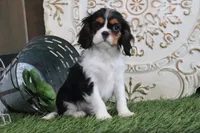 Scooter, a male Cavalier King Charles Spaniel for sale in Charm, OH – Photo 1 of 5
