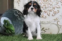 Scooter, a male Cavalier King Charles Spaniel for sale in Charm, OH – Photo 4 of 5