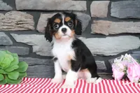 Duchess, a female Cavalier King Charles Spaniel for sale in Charm, OH – 5 of 5