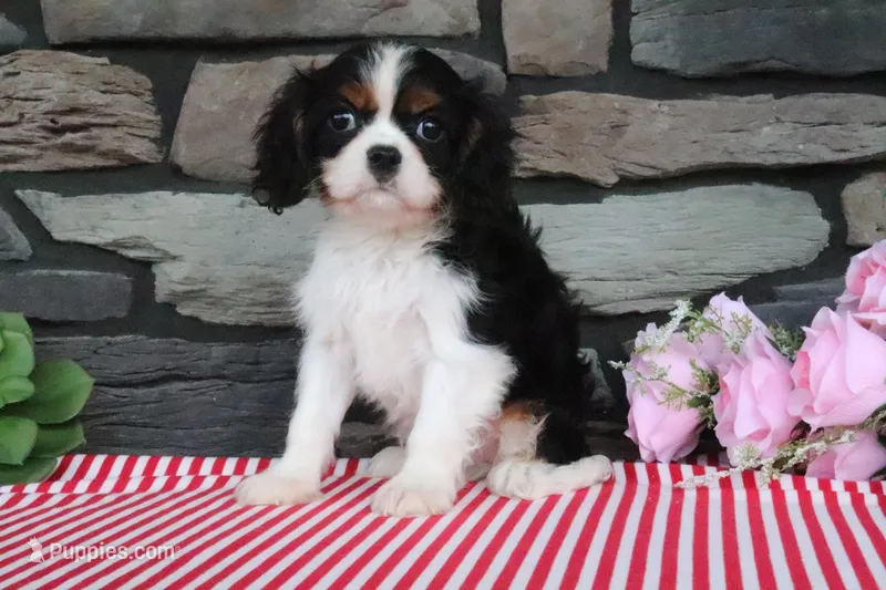 Diamond – Cavalier King Charles Spaniel puppy for sale in Charm, OH