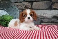 Pablo, a male Cavalier King Charles Spaniel for sale in Charm, OH – 2 of 5