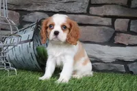 Loyal, a female Cavalier King Charles Spaniel for sale in Charm, OH – 3 of 5