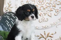 Kyra, a female Cavalier King Charles Spaniel for sale in Charm, OH – 5 of 7