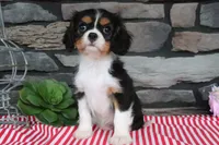 Duchess, a female Cavalier King Charles Spaniel for sale in Charm, OH – 2 of 5