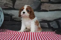 Jasmine, a female Cavalier King Charles Spaniel for sale in Charm, OH – 2 of 4