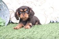 processed/a9ee9470-569d-400c-952a-49a4b8ea71ec/listing/73896173-f1f2-42e7-8925-db675721663c/38f50e0e-e9e1-4362-bdfc-046ae76ba1b9