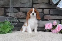 Alice, a female Cavalier King Charles Spaniel for sale in Charm, OH – 7 of 9