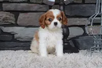 Teddy, a male Cavalier King Charles Spaniel for sale in Charm, OH – 4 of 4