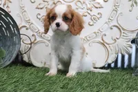 Ace, a male Cavalier King Charles Spaniel for sale in Charm, OH – 2 of 5