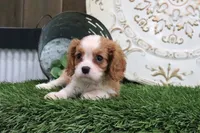 Romeo, a male Cavalier King Charles Spaniel for sale in Charm, OH – 2 of 5