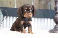 Dewey, a male Cavalier King Charles Spaniel for sale in Charm, OH – 5 of 5