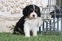 Rufus, a male Cavalier King Charles Spaniel for sale in Charm, OH – 5 of 5