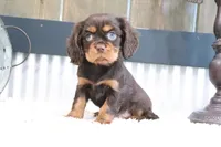 Dewey, a male Cavalier King Charles Spaniel for sale in Charm, OH – 4 of 5