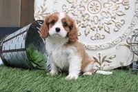 Cecil, a male Cavalier King Charles Spaniel for sale in Charm, OH – 4 of 6