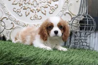 Bart, a male Cavalier King Charles Spaniel for sale in Charm, OH – 5 of 5