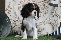 Darcy, a female Cavalier King Charles Spaniel for sale in Charm, OH – 5 of 5