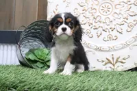 Bentley, a male Cavalier King Charles Spaniel for sale in Charm, OH – 3 of 5