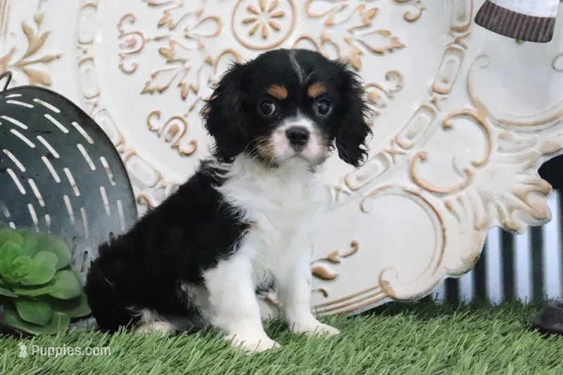 Kyra – Cavalier King Charles Spaniel puppy for sale in Charm, OH