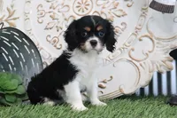 Kyra, a female Cavalier King Charles Spaniel for sale in Charm, OH – 1 of 7
