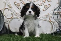 Uri, a male Cavalier King Charles Spaniel for sale in Charm, OH – 4 of 5
