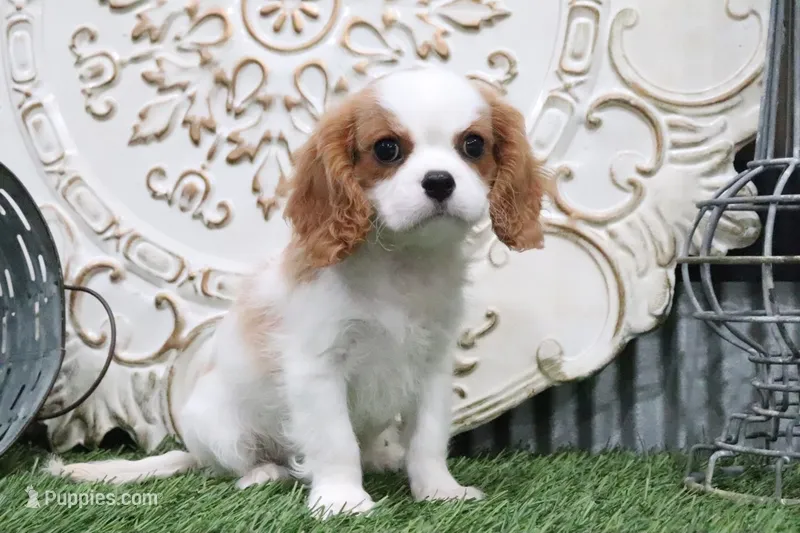 Boone – Cavalier King Charles Spaniel puppy for sale in Charm, OH