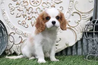 Boone, a male Cavalier King Charles Spaniel for sale in Charm, OH – 1 of 5