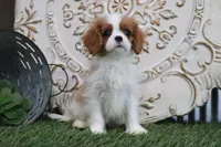 Tanner, a male Cavalier King Charles Spaniel for sale in Charm, OH – 4 of 5