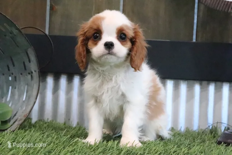 Gilbert – Cavalier King Charles Spaniel puppy for sale in Charm, OH