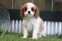 Gilbert, a male Cavalier King Charles Spaniel for sale in Charm, OH – 1 of 5