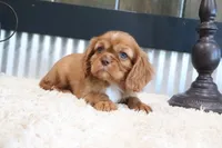 Douglas, a male Cavalier King Charles Spaniel for sale in Charm, OH – 3 of 6