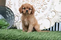 Princess, a female Cavalier King Charles Spaniel for sale in Charm, OH – 2 of 5